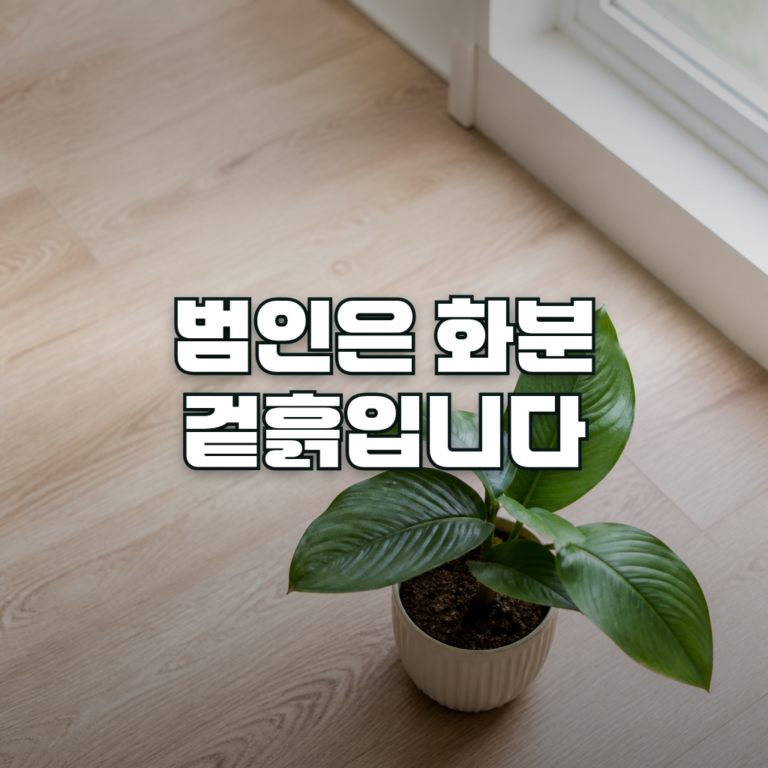 A single potted houseplant on a wooden floor near a bright window, shot slightly from above, soft natural daylight. The